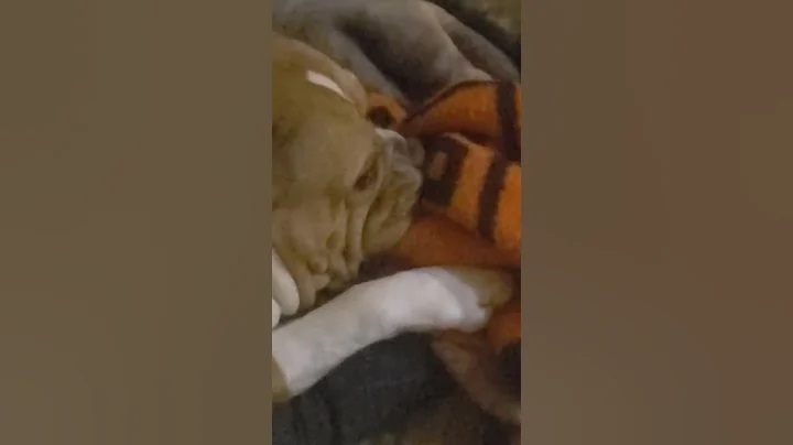 90 lb Bulldog "Baby Girl" suckling her blanket...