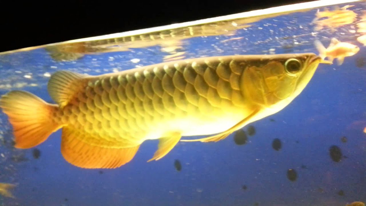  Ikan  Kelisa Highback Arowana  feeding the maggot ulat 