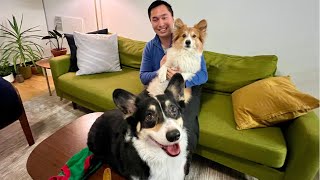 We Went To A Corgi Play Date!