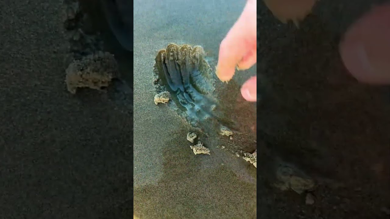 Le Secret De Ces Petits Trous Sur La Plage