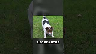 Rat Terrier Vs Jack Russell Terrier - What Is The Difference?