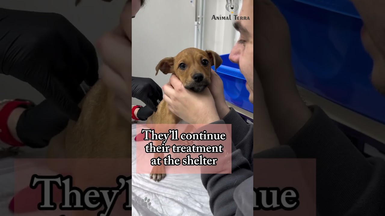 The babies are finally here and feeling so much better! 