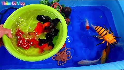 ĐỘC LẠ CÁ KOI BƯỚM, cá Rắn, cá Chép Trắng, cá Vàng Đuôi Dài, con Bạch Tuộc, con Bọ Rùa