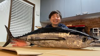 釣れたビンチョウマグロ捌いてみた