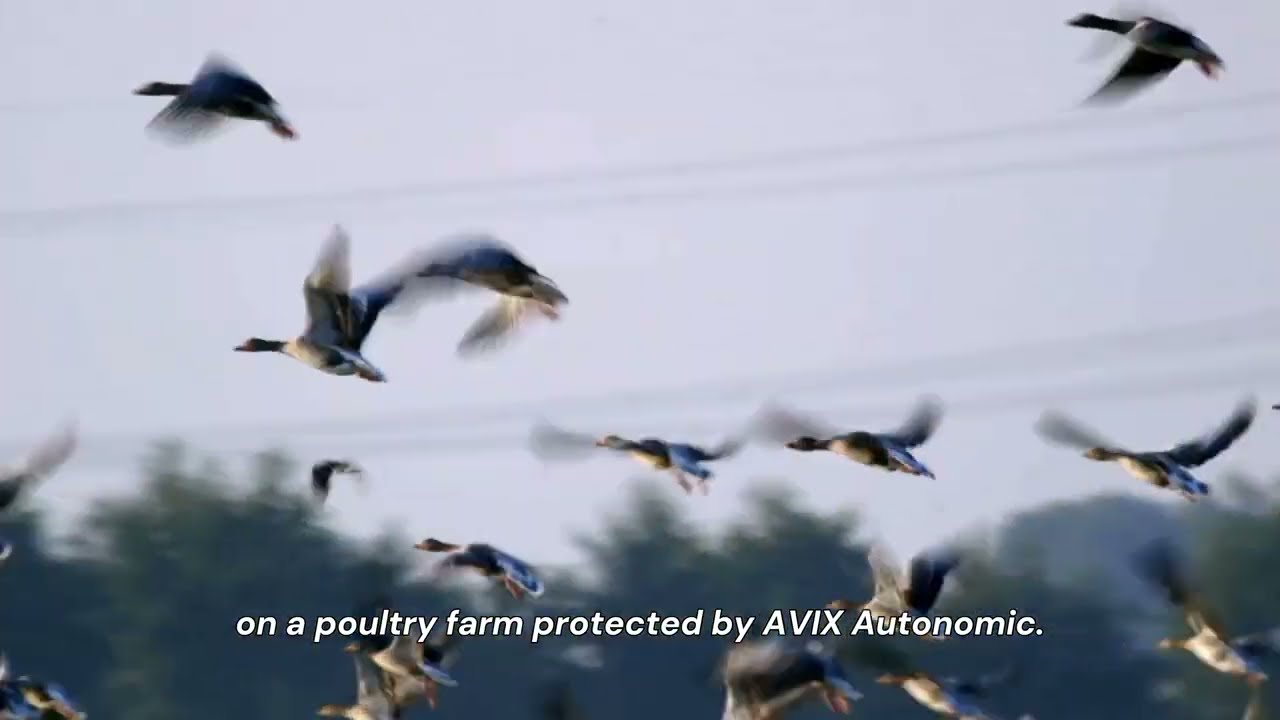 Farmers Are Using Lasers to Stop Bird Flu—And It’s Working!