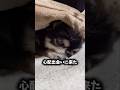 子犬が亡くなる前日