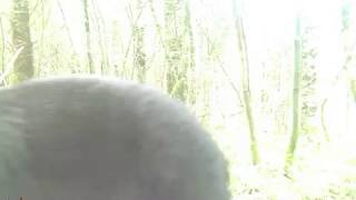 WGI 0011