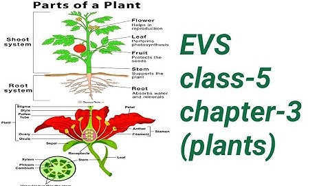 EVS class-5 chapter-3 (Plants)in hindi explanation cbse (part-1)
