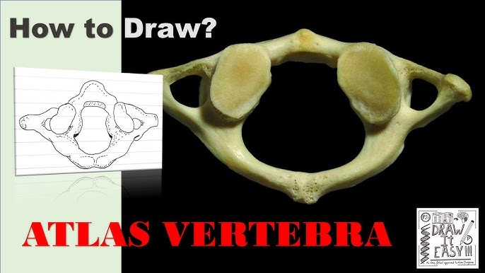 Malleus, incus and stapes.  Download Scientific Diagram