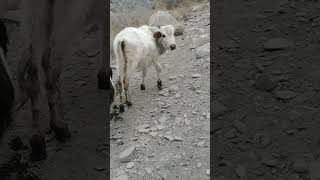 snowfall at passu cones #freestyle #yt #ytshorts #hunza360#hunza #hiphop