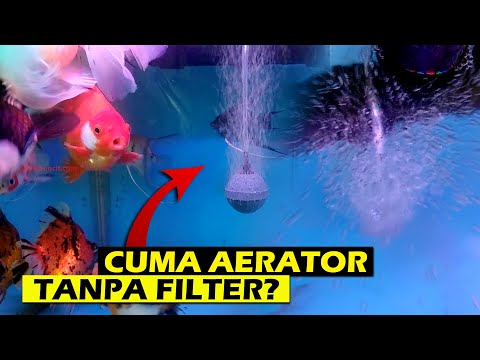 Apakah Ikan Koki Bisa Hidup Tanpa Aerator