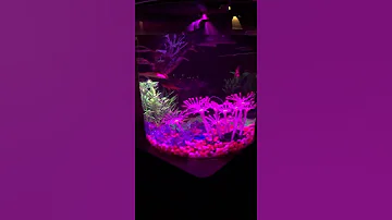 Colorful fish tank #fish #relax #aquarium