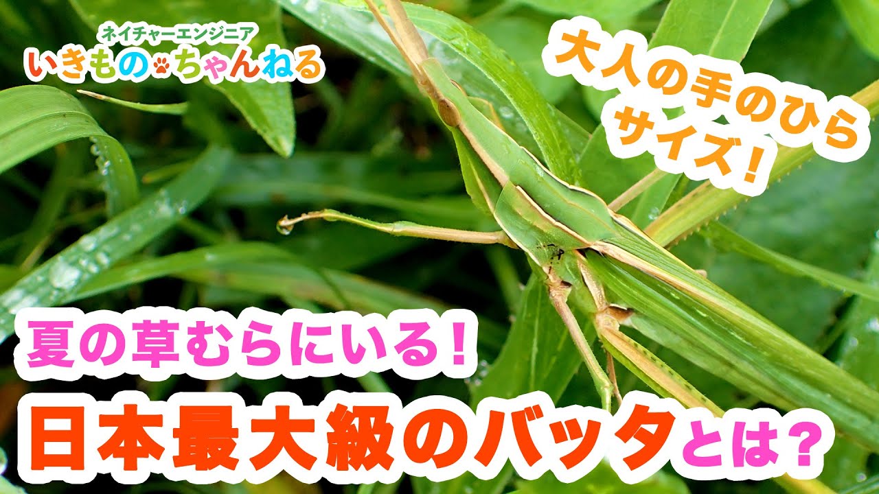 ショウリョウバッタの成虫の大きさはどれくらい 最大と最小も紹介 井戸端会議