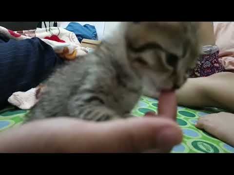 So cute cats 🐱