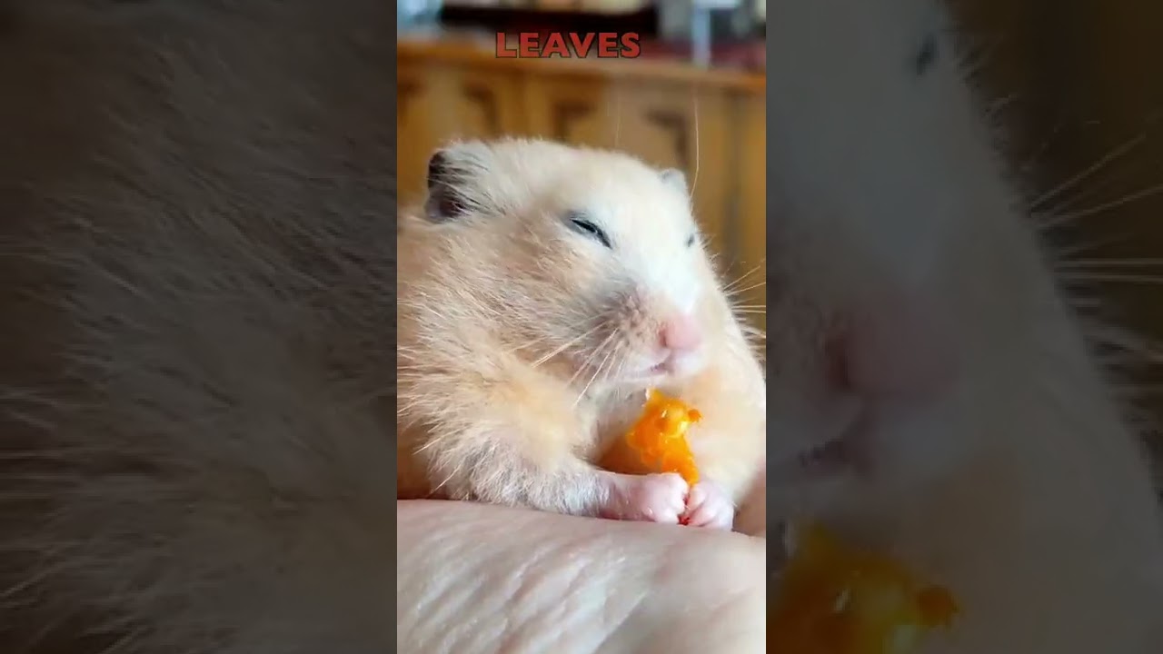 Halloween FACTS for KIDS #Shorts