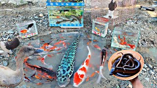 Find monster toman fish, catfish, koi fish, ornamental fish, betta fish, glofish, molly fish eels