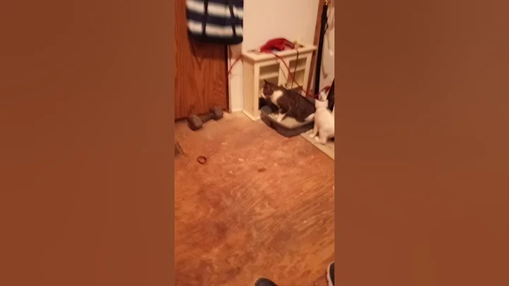Emmie Jojo and Mister