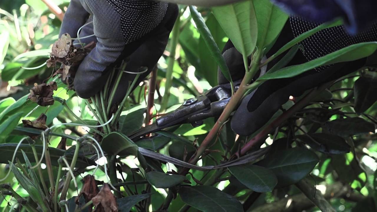 KJM Country Gardens - How to Prune and Maintain Rhododendrons