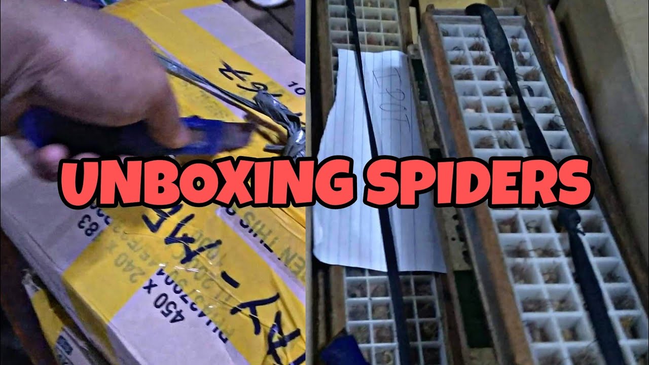 UNBOXING QUALITY SPIDERS