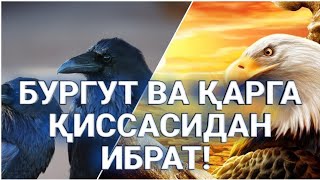 Бургут билан Карга сухбатти 🤲 Карга болиб колмайлик Бургут болайлик💪