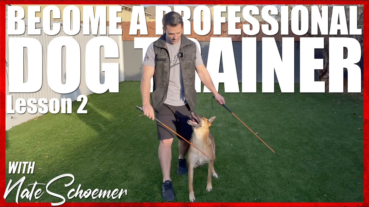 Dog Trainer Course. Lesson 2 Equipment YouTube