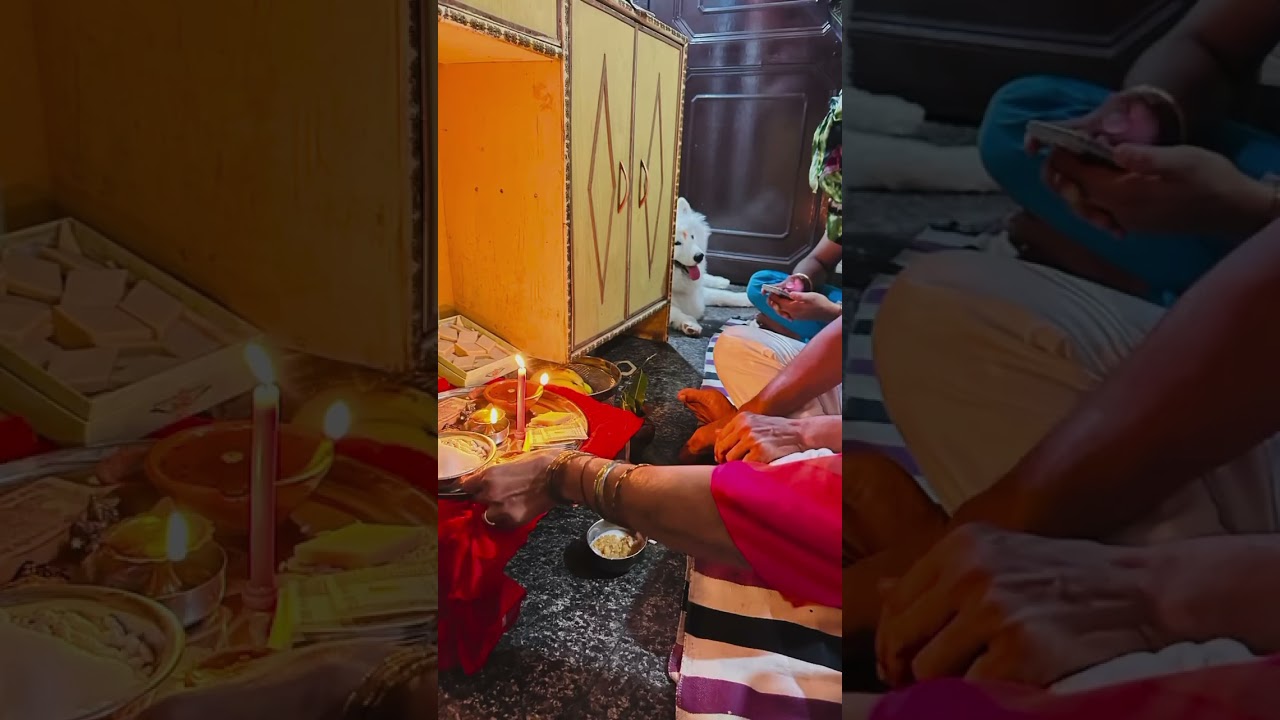 Bunno’s first Diwali 🪔 #throwback #diwali #doglover #samoyedpuppy #dogowner #samoyedsofig #pets