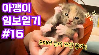 드디어 눈을 뜬 아기 고양이 '봉자' [아깽이 임보일기 EP.16]