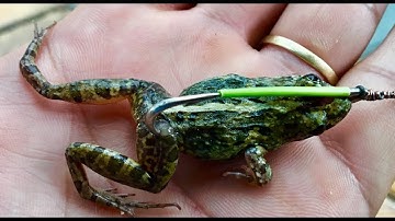 hướng dẫn cách cột và móc nhái lưỡi câu cá lóc