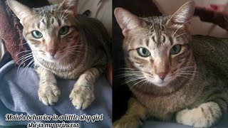 Cat gets her guilty meows after hoomans Dad gets mad and she came to meowmy for the rescue by Cats Life PH 364 views 1 month ago 1 minute, 50 seconds
