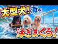 大型犬🐶海水浴🏖泳ぎまくる🌊#大型犬のいる生活 #goldenretriever 
