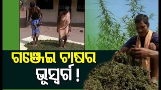 Tribals Adopting Ganja Farming In Malkangiri Raises Concern For Local Administration