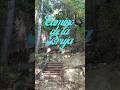 🌳¿Conoces el Camino de la Bruja? Conecta con la Magia de la Naturaleza🌳 #magia #shorts