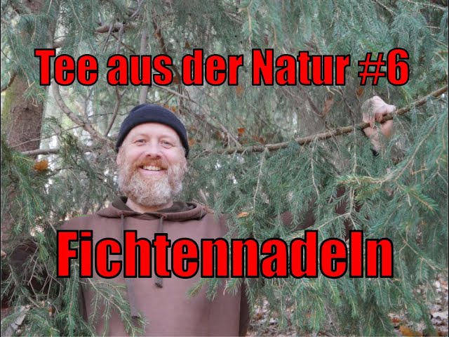 Tee aus der Natur #6 - Fichtennadeln - Picea abies