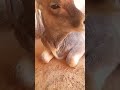 calm sound of cow | #cow sound | #asmr | #nature sound | fluffy | lovely | playful