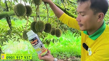 Trị rệp sáp trên cây sầu riêng đang mang trái như thế nào?