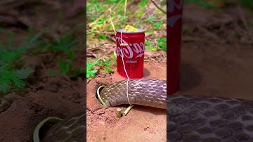 Easy Snake Trap using Coca-Cola #snake #animaltrap #wildlife #trapping #animals #birdcontrol #quail