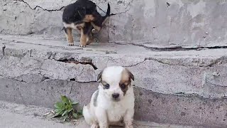 Two more milk dogs were abandoned and rejected as adopters because they were not breed dogs [barber