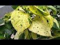 Acalypha cupper leaves-Акалифа със зелено жълти оцветени листя!