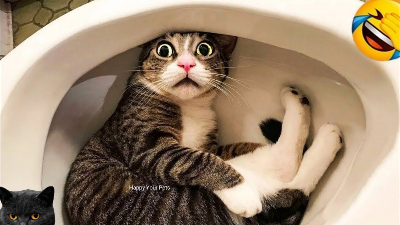 😂 FUNNIEST CATS 2025 Best Cute & Funny Cat Videos Compilation 🐱🔥 #205 ...