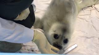 Baby seal Kseniya is looking for mom - Fev 07, 2020 - Нерпенок Малышка Ксения: первые дни в Центре