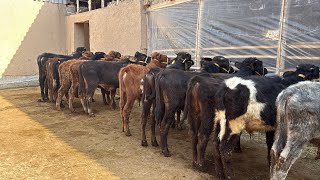 🥇SIZ IZLAGAN ARZON BUQACHALAR SOTUVDA✅ BAARIBIR ARZONCHI ARZONCHIDA💥