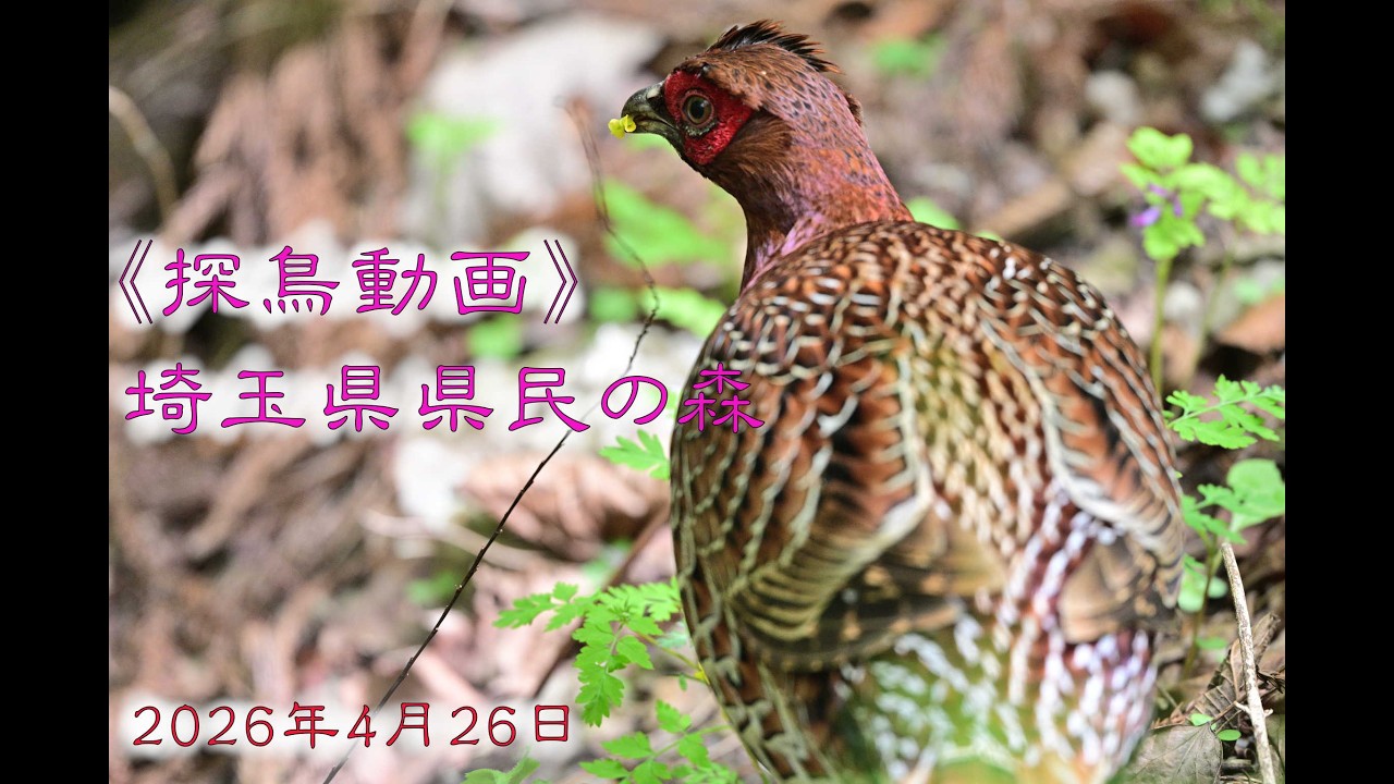 Birdwatching Video: Legendary Firebird Spotted! Saitama