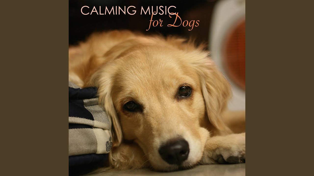 Music for Dog Anxiety - Ocean Waves Music for Dog Anxiety - Ocean Waves