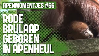 Rode Brulaap Geboren In Apenheul