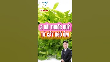 3 Bài Thuốc Quý Từ Cây Ngò Ôm
