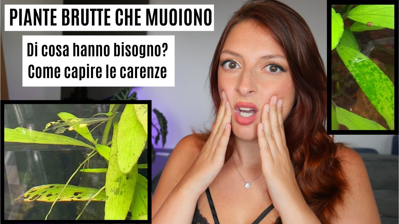 PIANTE in acquario brutte che muoiono, perchè? 🌿