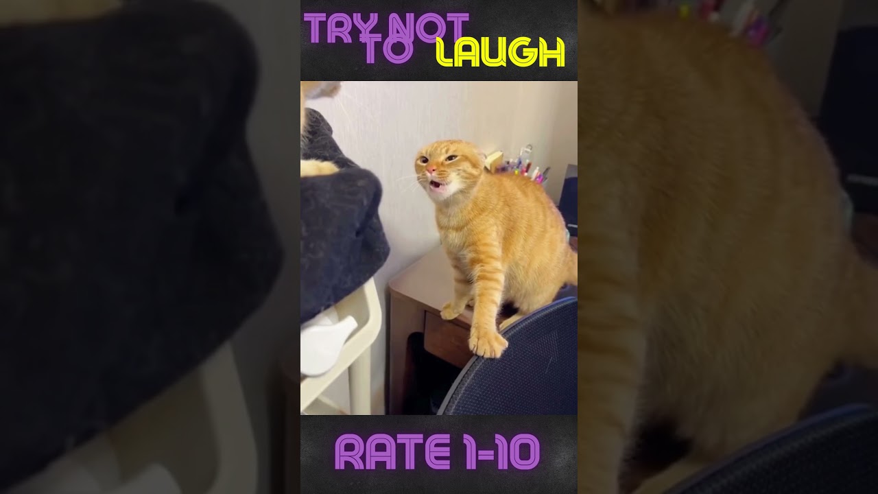Funny Cats Meme Shorts   fight  