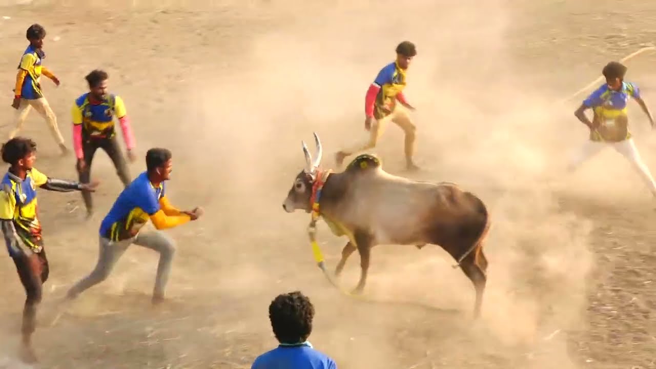 அச்சங்குடி அய்யனார் குழு Vs அட்டப்பட்டி கோபி கார்த்திக் லூசி காளை | PK Media