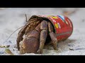 Crafty Hermit Crab Finds a New Home in a Food Tin | BBC Earth