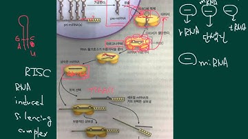 진핵 생물의 유전자 발현 조절4(miRNA, siRNA)